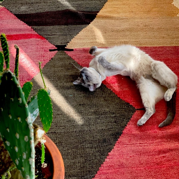 Meet your Posher, Tia - Picture 1 of 1